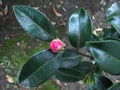 young bud rose will bloom on green twig Royalty Free Stock Photo