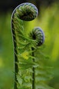 The young budding leaves of a fern matteucia struthiopteris