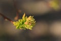 Young budding spring bud closeup Royalty Free Stock Photo