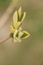 Young budding spring bud closeup Royalty Free Stock Photo