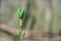 Young  budding twig in the spring forest - selective focus, copy space Royalty Free Stock Photo