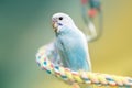 Young budgie