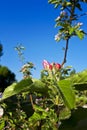 Young buds of apple trees bloom in spring. Royalty Free Stock Photo