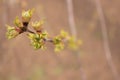 Young buds, blooming green leaves in spring on a thin branch of a tree in the garden Royalty Free Stock Photo