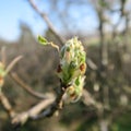 Young buds of a chestnut tree in early spring Royalty Free Stock Photo