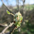 Young buds of a chestnut tree in early spring Royalty Free Stock Photo