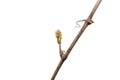 Young buds on the grapes vines isolated on white background