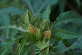 Young buds of Hibiscus plant