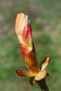 Young buds and leaves