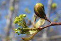 Young buds and leaves