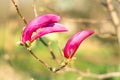 Young buds on pink magnolia. Magnolia Flower on Magnolia Tree