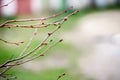 Young buds swelled on a branch - green natural background.