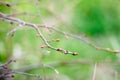 Young buds swelled on a branch - green natural background.