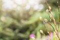 The young buds of the tree bloom in the garden. Spring.Blooming Royalty Free Stock Photo