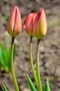 Young buds of tulips in the spring garden