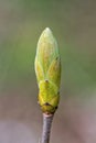 The young buds on the twig of a tree