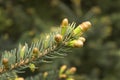 Young buds and young cones grow out of a twig of coniferous tree.