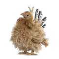 Young buff Japanese Bantam / Chabo frizzle hen on white Royalty Free Stock Photo