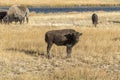 Young Buffalo Bison in Firehole River Yellowstone National Park Royalty Free Stock Photo