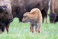 Young buffalo calf interacting with his mother in lower Yellowstone national park Montana