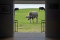 Young buffalo and green grass in door viewer Royalty Free Stock Photo