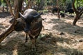 young buffalo with horns standing on dry grass in Thai farm