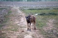 Young buffalo isolated in a coutryside background