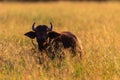 Young Buffalo Sunrise Long Grass Royalty Free Stock Photo