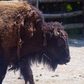 Young Buffalo Walking in Paddock Royalty Free Stock Photo