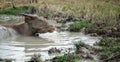 Young buffalo in the water.