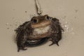 Young bufo bufo toad in the sink
