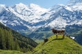 Young bull in Alps Royalty Free Stock Photo