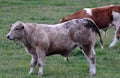 Young bull blanc bleu belge in a meadow