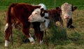 An young bull calf, with its resting cow mother Royalty Free Stock Photo