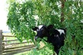 Head and face of holstein calf surrounded by green locust tree leaves Royalty Free Stock Photo