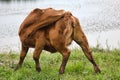 Young bull chases horseflies