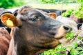 Young Bull, Cow eat raspberries leaves, clouseup. United Kinghdom, Devon