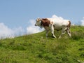 A young bull on a mountain pasture in the Bavarian Alps Royalty Free Stock Photo