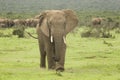 Young bull elephant walking away from the herd Royalty Free Stock Photo