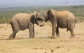 Young bull elephants play fighting