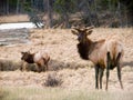 Young Bull Elk