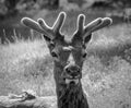 B/W Young Bull Elk in Velvet Antlers Royalty Free Stock Photo