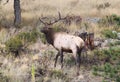 Young Bull Elk Royalty Free Stock Photo