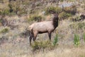 Young Bull Elk Royalty Free Stock Photo