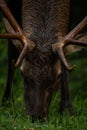 Young Bull Elk Grazes In Short Grass Royalty Free Stock Photo