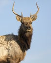 Young bull elk Royalty Free Stock Photo