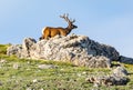 Young Bull Elk is King of the Mountain Royalty Free Stock Photo