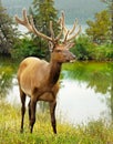 Young Bull Elk Royalty Free Stock Photo
