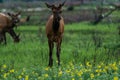 Young Bull Elk in Rocky Mountain National Park