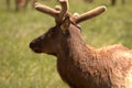 Young Bull Elk with velvet in the early sunlight Royalty Free Stock Photo